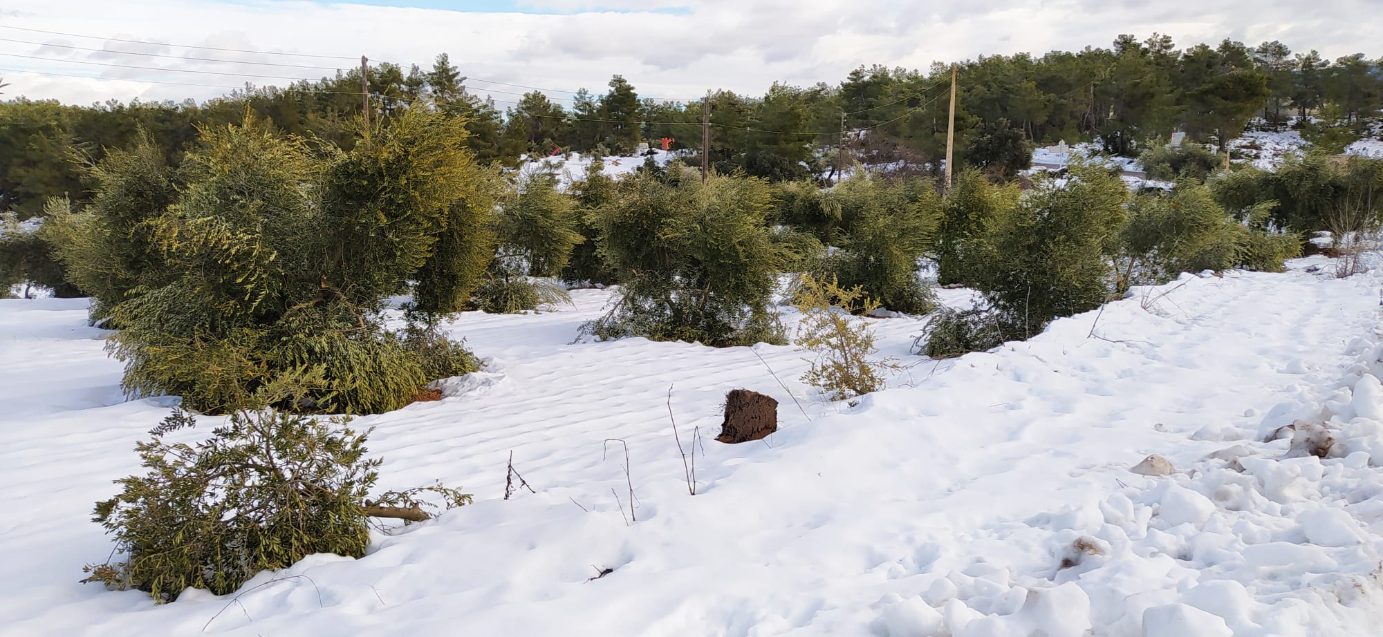 oliveres nevada